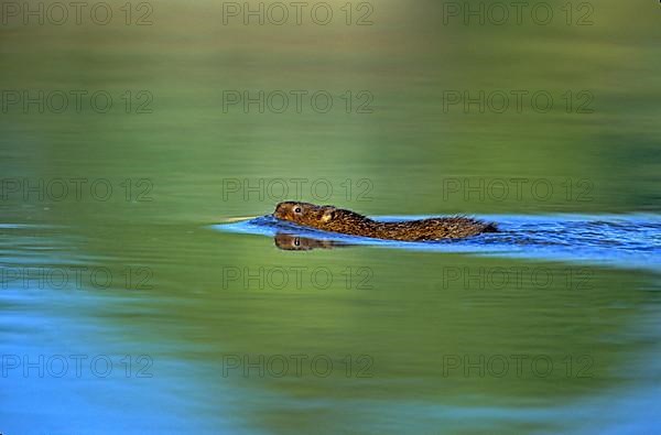 Water Vole