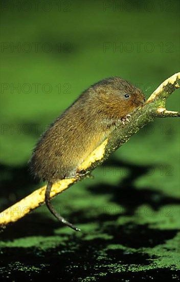 Water Vole