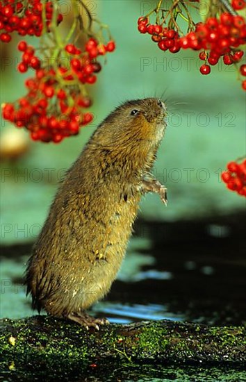 Water Vole