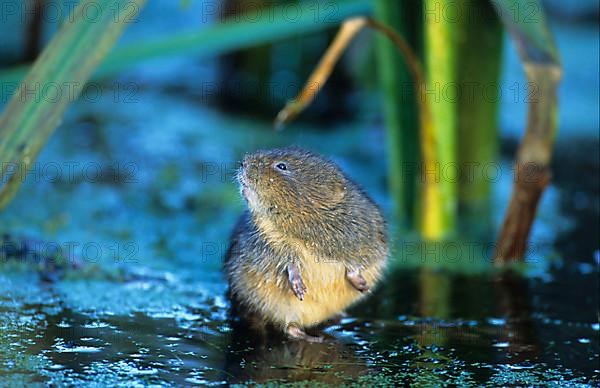 Water Vole