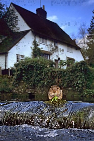 Water Vole