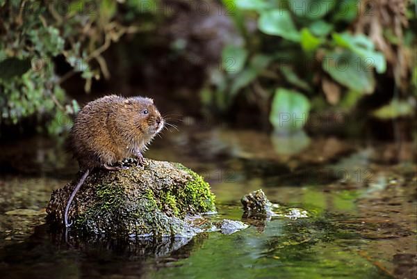 Water Vole