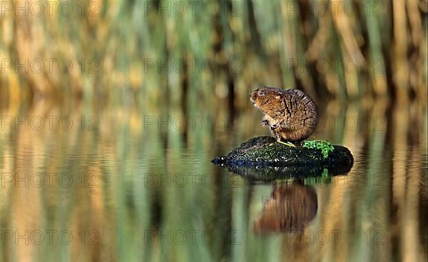 Water Vole