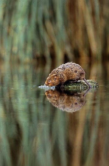 Water Vole