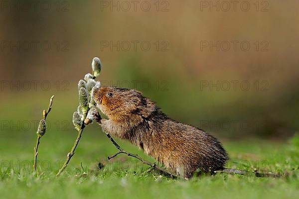 Water Vole