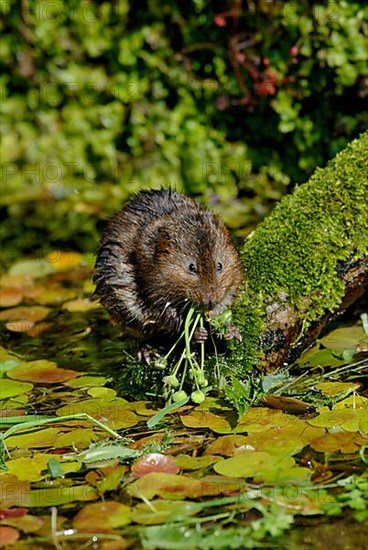 Water Vole