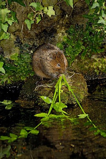 Water Vole