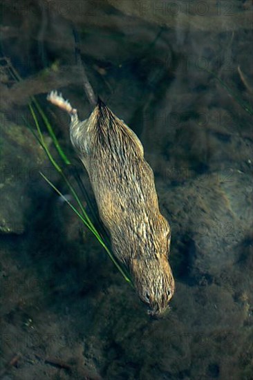 Water Vole