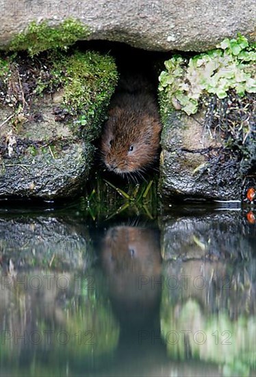 Water Vole