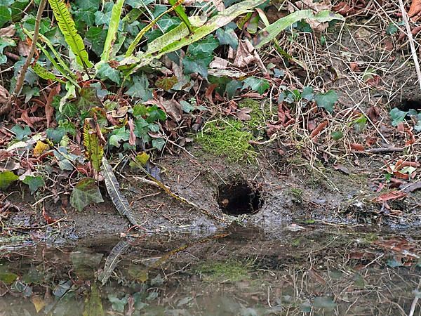 Eastern shrew