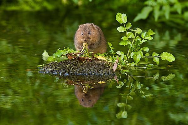 Water Vole