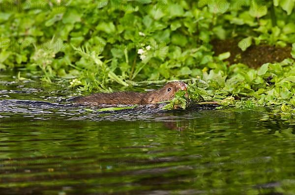 Water Vole