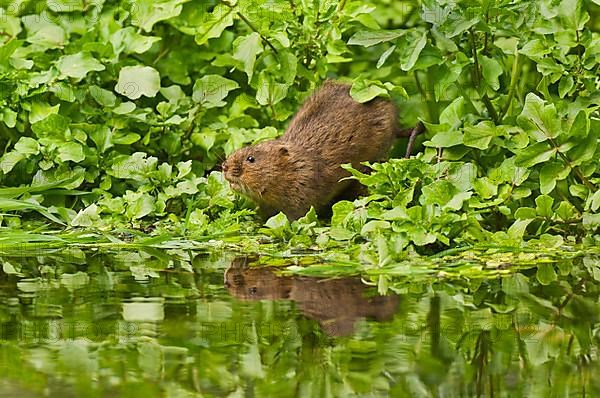 Water Vole