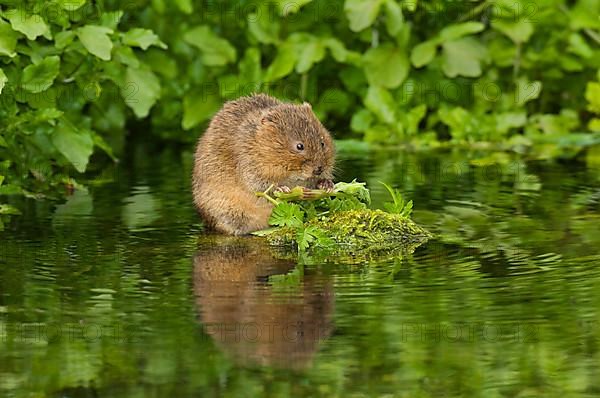 Water Vole