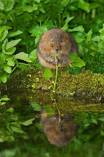 Water Vole