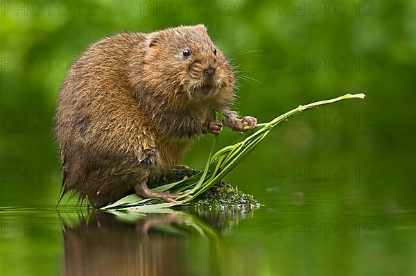 Water Vole