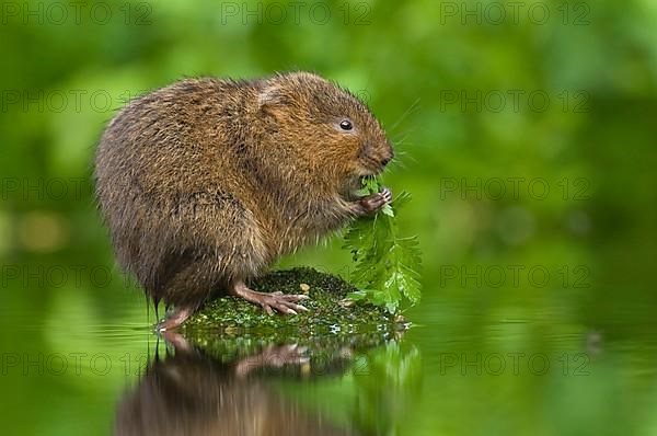 Water Vole