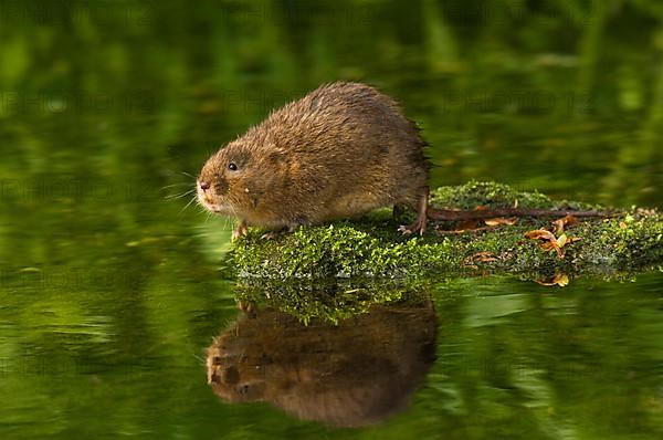 Water Vole