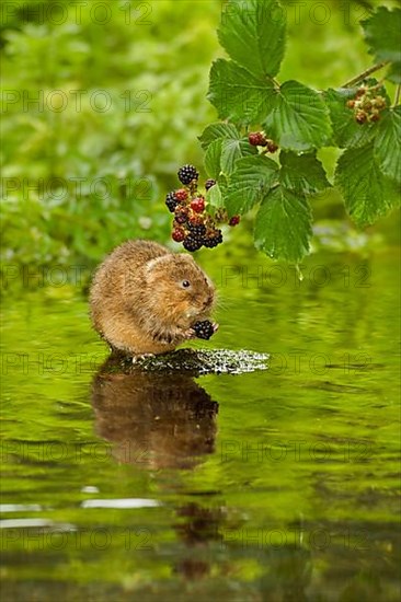 Water Vole