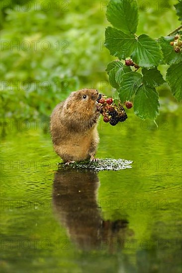 Water Vole