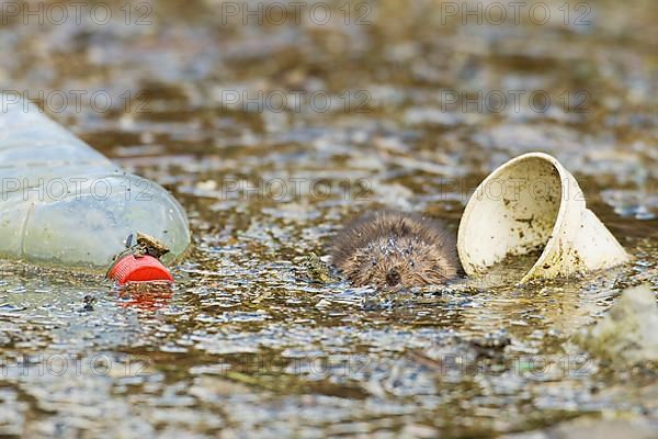 Water Vole