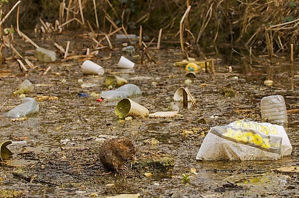 Water Vole