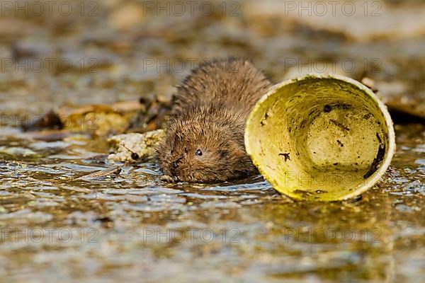 Water Vole