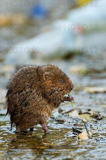 Water Vole