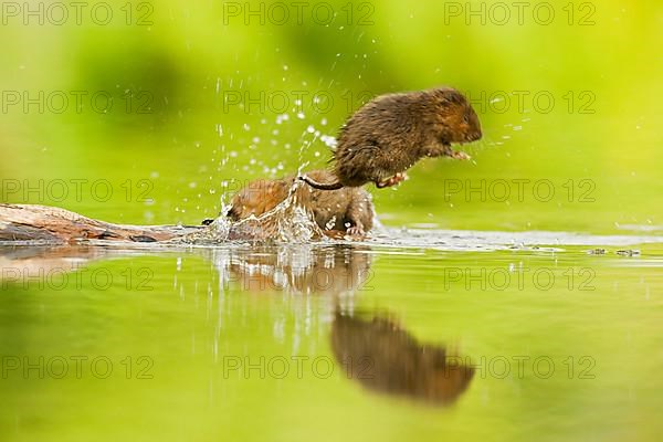 Water Vole