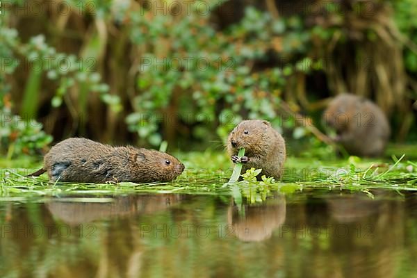 Water Vole