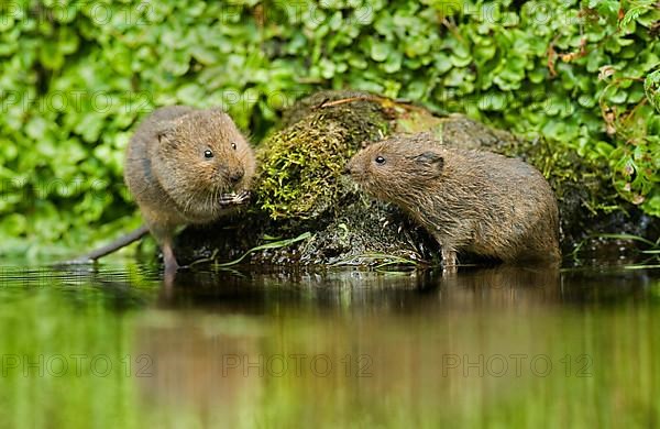 Water Vole