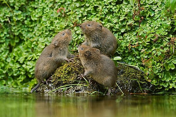 Water Vole