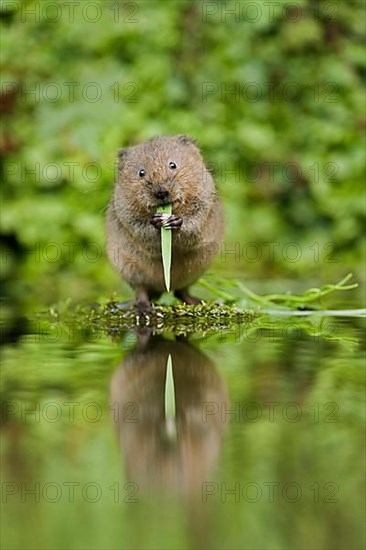 Water Vole