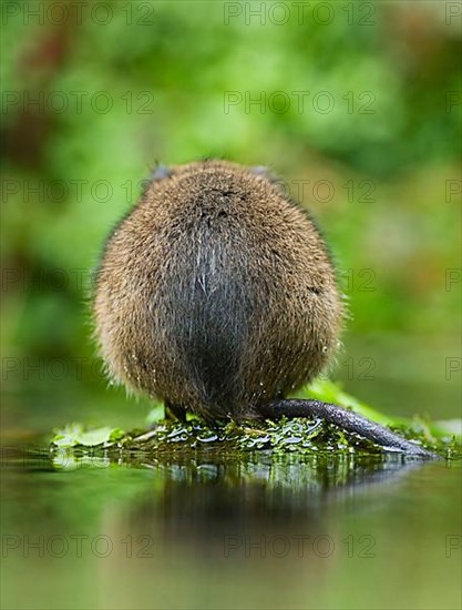 Water Vole