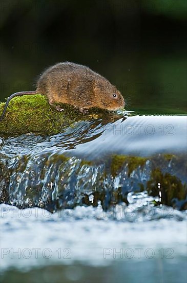 Water Vole