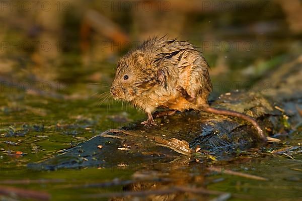 Water Vole