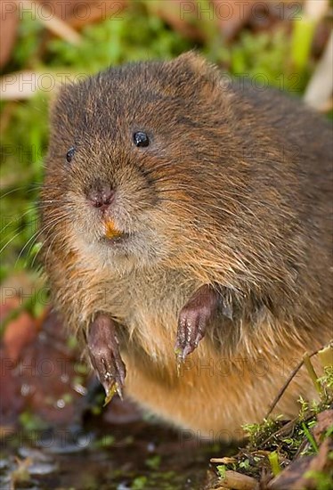 Eastern shrew