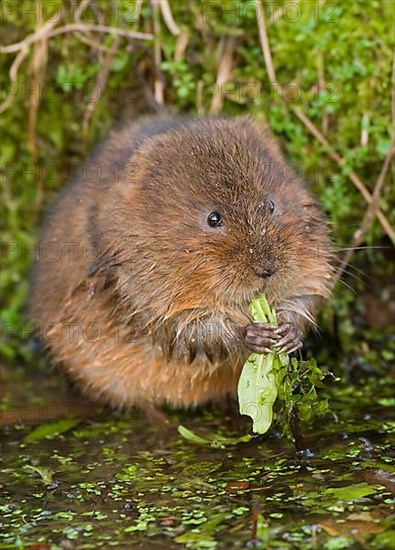 Eastern shrew