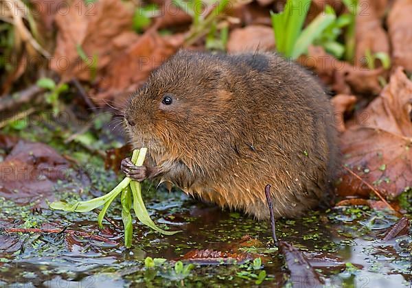 Eastern shrew