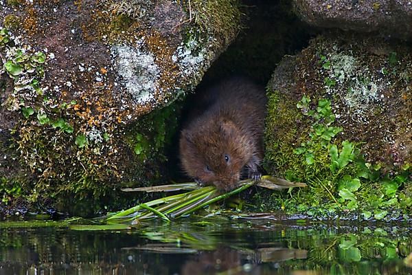 Eastern shrew