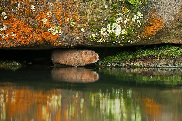 Eastern shrew