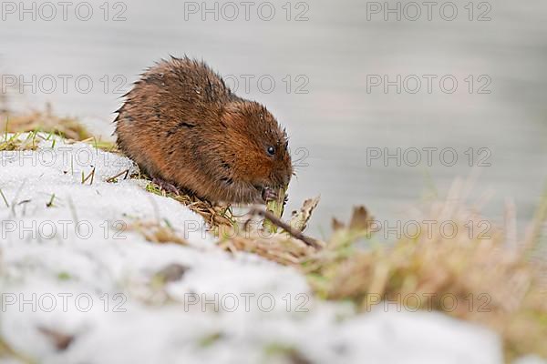 Eastern shrew