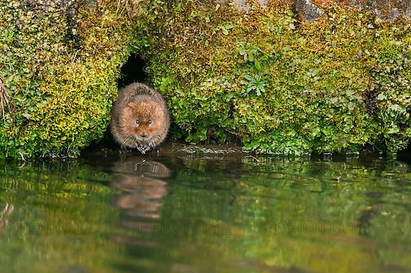 Eastern shrew