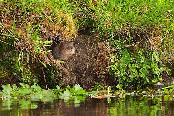 Water Vole