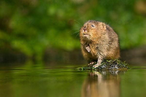 Water Vole