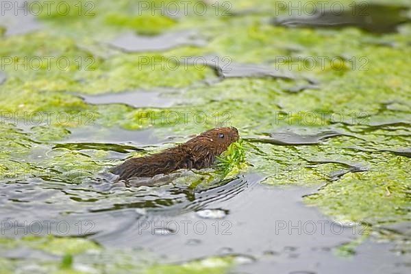 Water Vole