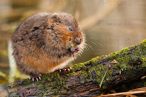 Eastern shrew