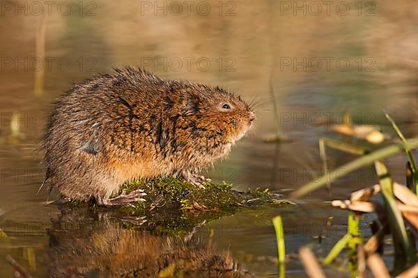 Eastern shrew