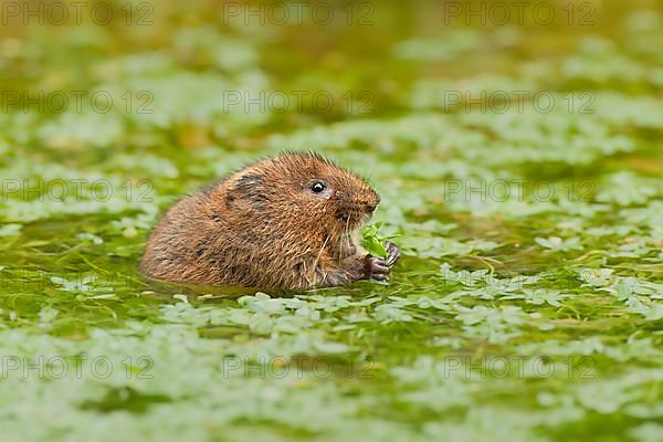 Eastern shrew