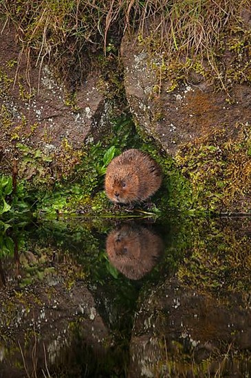 Eastern shrew